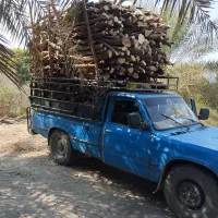 بریدن و خرید چوب لیمو از باغ دار|خدمات باغبانی و درختکاری|رودان, |دیوار