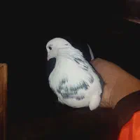 کفتر کفتر بازی