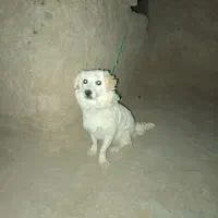 تدی فوری