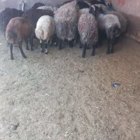 بره