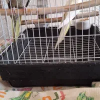 دوعدد عروس هلندی