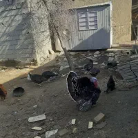 بوقلمون|حیوانات مزرعه|مشهد, میان ولایت|دیوار