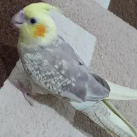 عروس هلندی فراری