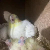 جفت عروس هلندی لوتینو و گلباقالی با دوتا جوجه|پرنده|ری, علایین|دیوار