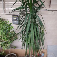 گل و گیاه|گل و گیاه طبیعی|فاضل آباد, |دیوار