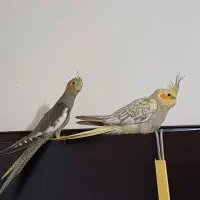 جوجه عروس.نروماده.۳ماهه فول رام و دستی.|پرنده|لاهیجان, لیالستان|دیوار