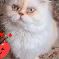 گربه های هیمالین سنین مختلف نرماده زیر قیمت