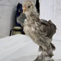 جوجه برهما لایت و پاتریچ اصیل|حیوانات مزرعه|یزد, |دیوار