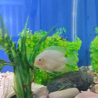 ماهی آکواریوم|ماهی|مسجد سلیمان, |دیوار