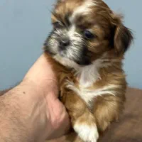 واگذاری توله شیتزو