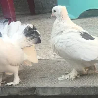 ی جفت کبوتر سینه لرزون مست معاوضه با پلاکی یا نقش