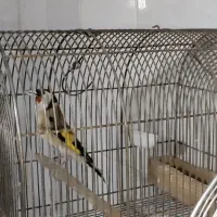 سهره کلکسیونی