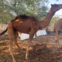 شتر|حیوانات مزرعه|قلعه قاضی, |دیوار