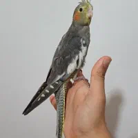 جوجه عروس سینامون نر ۳ماهه رامه رام و دستی