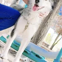 سگ هاسکی ماده