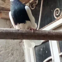 فروش طوق جفت طوق سیاه،،ا