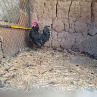 خروس استرالوپ سیاه|حیوانات مزرعه|قزوین, |دیوار