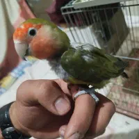 یک جفت کوتوله