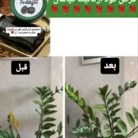 با قرص کود ارگانیک خانه خود را گلخانه کنید|گل و گیاه طبیعی|خرمشهر, |دیوار