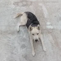 سگ هاسکی|سگ|بهارستان, |دیوار