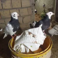 کبوترطوقی|پرنده|محمدشهر, ولدآباد|دیوار