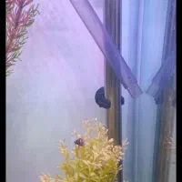 اکواریوم ماهی کامل فیلتر سطلی بخاری پمپ هوا تصویه|ماهی|تهران, شهرک استقلال|دیوار