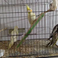 عروس هلندی|پرنده|اهواز, کوی فرهنگیان ۲|دیوار