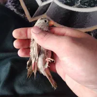 سهره بال صورت ی  نر جوان قیمت ۵۰۰ مفت