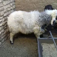 4راس بره نر|حیوانات مزرعه|مهریز, |دیوار