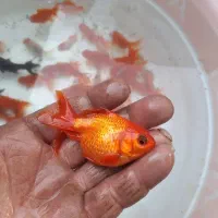 مولد کله شیری یا تاج دار