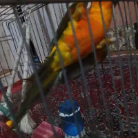 گمشده طوطی خورشیدی|پرنده|تایباد, |دیوار