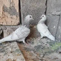کبوتر پرشی و گره|پرنده|میناب, |دیوار