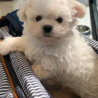 واگذاری توی پودل ۲۲|سگ|شهریار, شهریار|دیوار