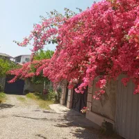 راننده کمکی پایه یکم جاده ای رفت و برگشت کربلا