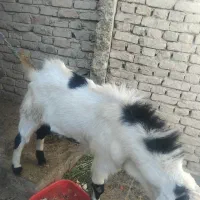 پلچن بزرگ هیکلی ودورگ|حیوانات مزرعه|سراوان, |دیوار