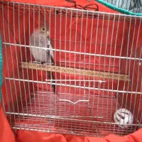 یک عدد  عروس هلندی