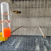 قناری ابلغ|پرنده|خورموج, |دیوار