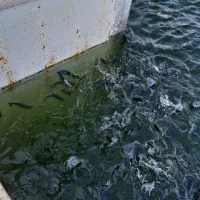 ماهی قزل آلا