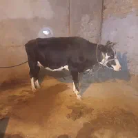 گاو جوان|حیوانات مزرعه|بیرانوند, |دیوار