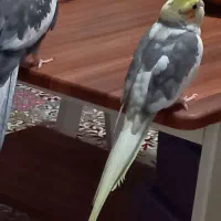 فروش عروس وبریزیلی رام رام