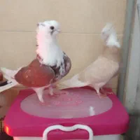 کبوتر تزئینی و رنگی|پرنده|بومهن, |دیوار