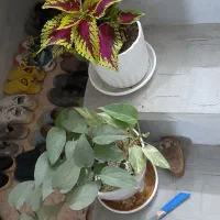 دوعدد ماده قناری