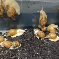 فروش حلزون آچاتینا آلبینو|خزنده|مشهد, پنجتن|دیوار