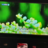 تلویزیون ال ای دی ۴۹ اینچ ال جی|تلویزیون و پروژکتور|تهران, اوقاف|دیوار