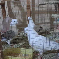 کبوتر کاکلی|پرنده|شیراز, حومه شیراز|دیوار