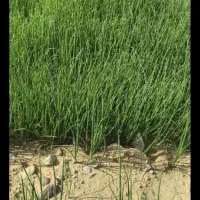 تیم پیاز|خوردنی و آشامیدنی|چاروسا, |دیوار