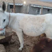 الاغ|حیوانات مزرعه|جزمان, |دیوار