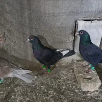 ۵ تا نر هوایی|پرنده|تربتحیدریه, طالقانی|دیوار