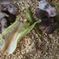 همستر قهوه ای رنگ وبچه همستر یک ماه آماده دستی شدن|موش و خرگوش|اهواز, کوی طلاب|دیوار