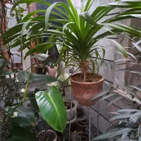 گل پاندانوس